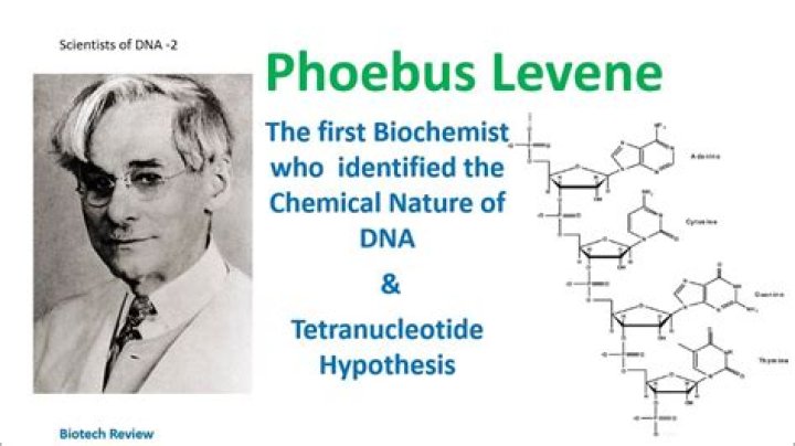 What was Phoebus Levene known for