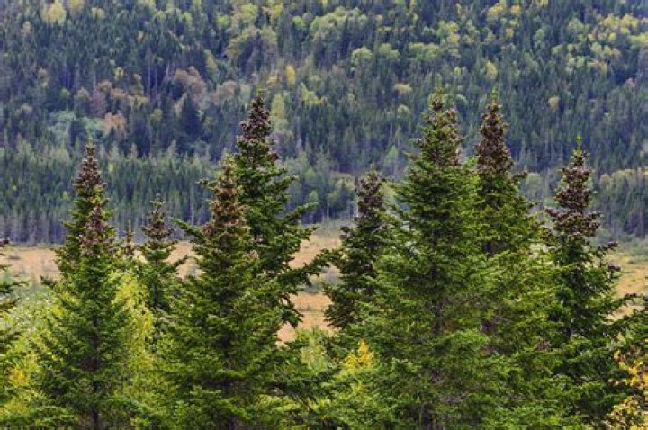 Where do fir trees grow in the US