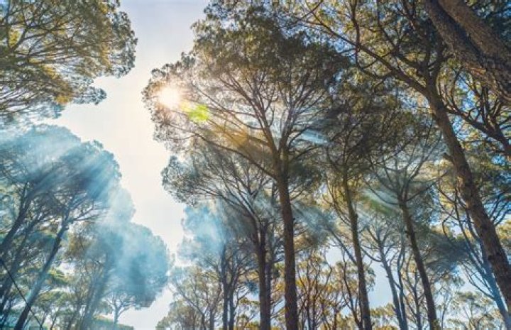 Where does pine grow in Australia