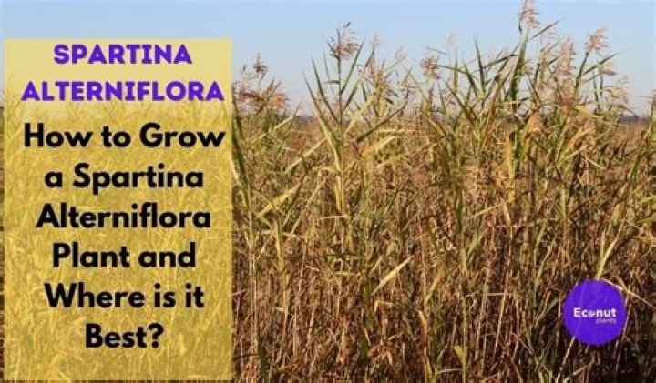 Where does Spartina commonly grow