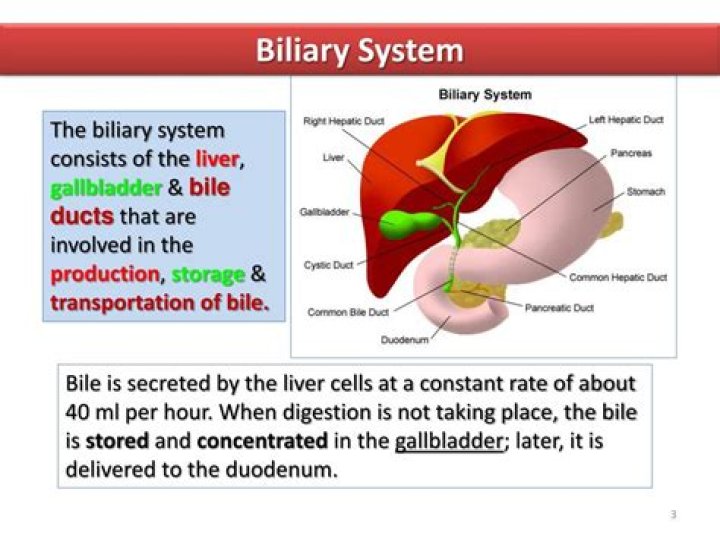 Where does the biliary system end
