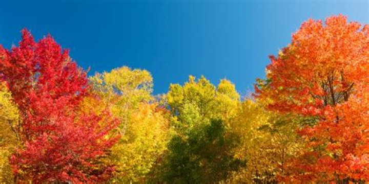 Which oak has the best fall color