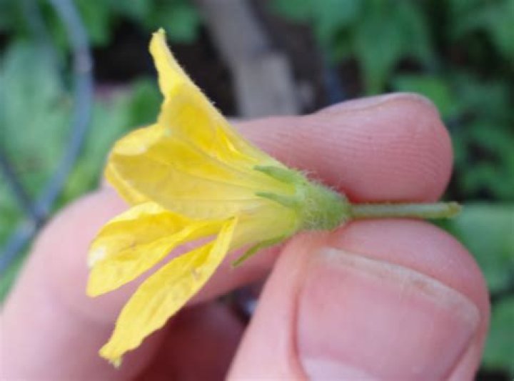 Why are all my melon flowers male
