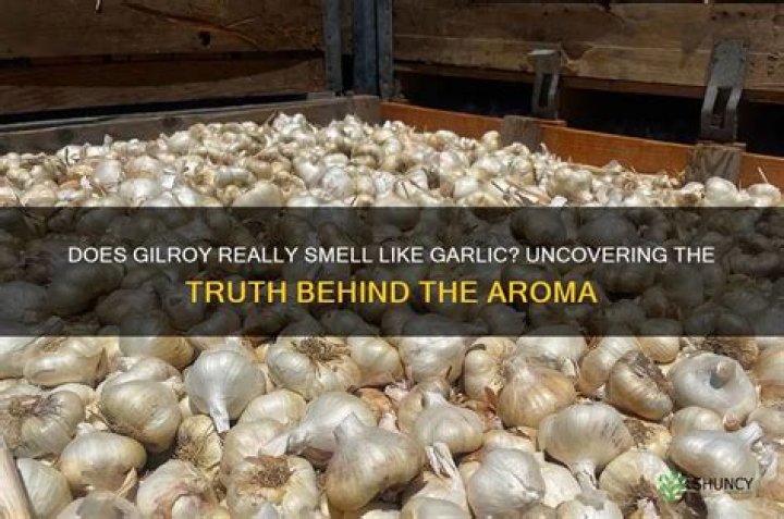 Why does Gilroy smell like garlic