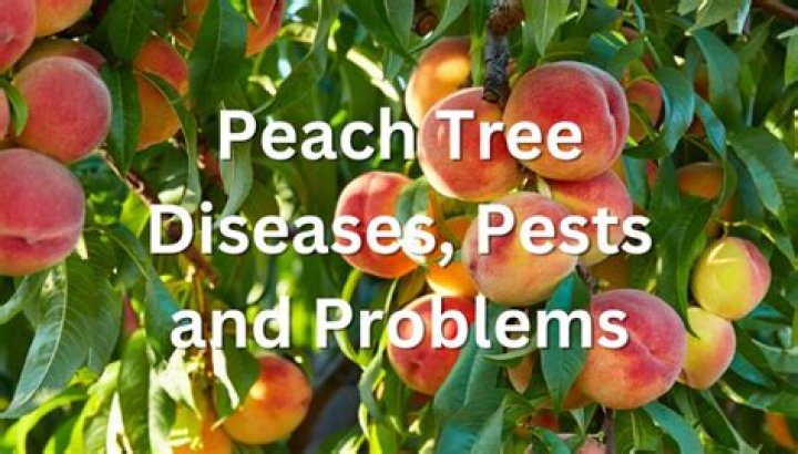 Why is there sap on my peach tree